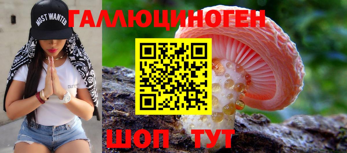 Псилоцибиновые грибы Cubensis Тимашёвск